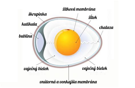 Štruktúra vajíčka a folikulov