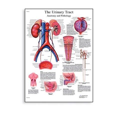 Anatomické znázornenie ženského močového systému