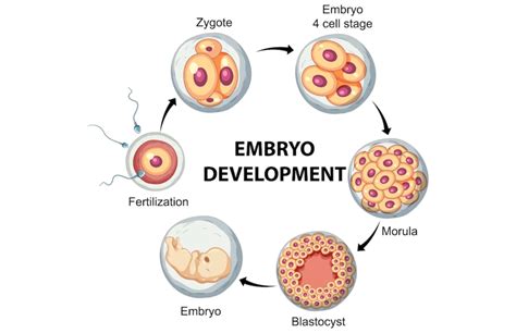 embryo s chromozomálnou anomáliou