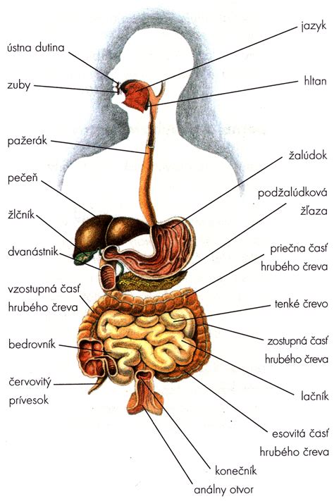 Schéma tráviacej sústavy