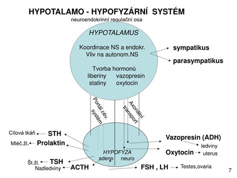 Schematické znázornenie hormonálnej osi hypotalamus-hypofýza-gonády