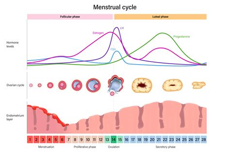Diagram znázorňujúci 21/7 cyklus užívania antikoncepcie