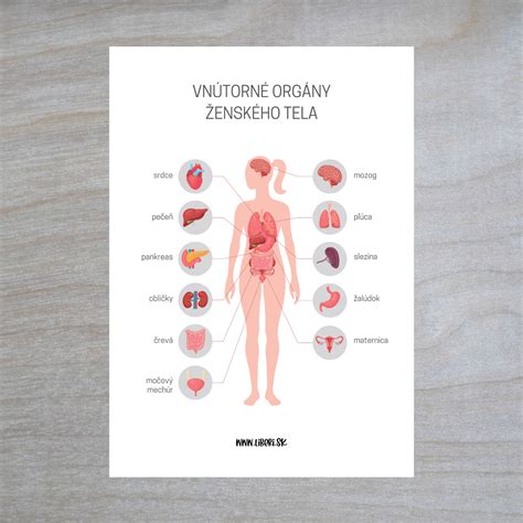Infografika znázorňujúca hlavné orgány ľudského tela
