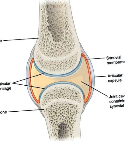 Anatómia bedrového kĺbu