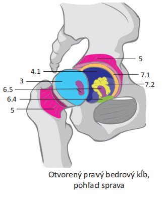 Fyzioterapia a cvičenie na bedrový kĺb