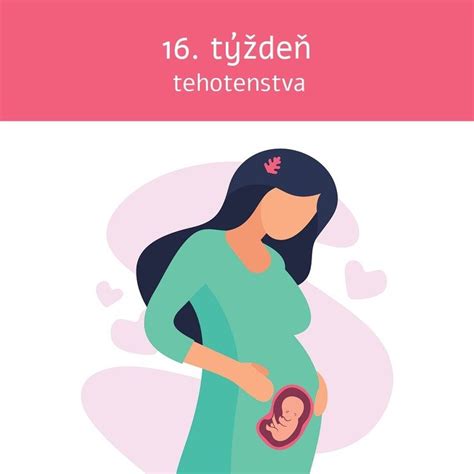 Umiestnenie maternice v 16. týždni tehotenstva