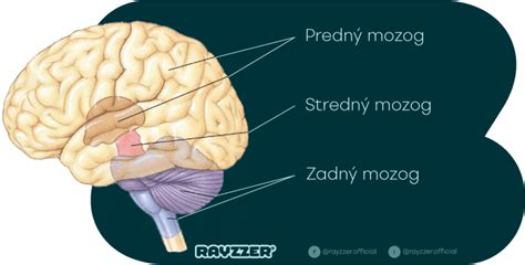 Štruktúra mozgu a vplyv stresu