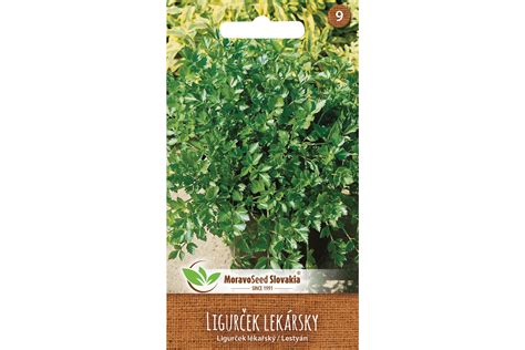 Ilustrácia rastliny ligurčeka lekárskeho