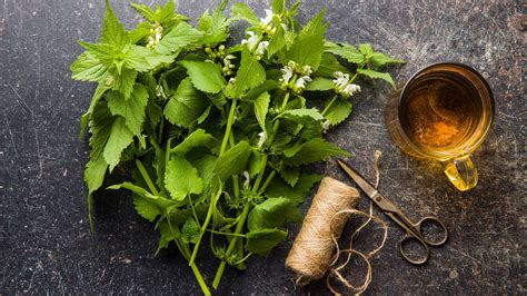 Tabuľka porovnávajúca bezpečné a nebezpečné bylinky v tehotenstve