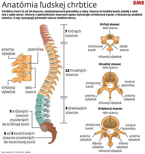 Anatomia panvy a chrbtice v tehotenstve