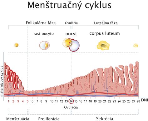 Infografika znázorňujúca menštruačný cyklus a vplyv hormonálnych tabletiek