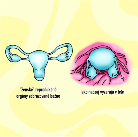 Srdce ženy v tehotenstve