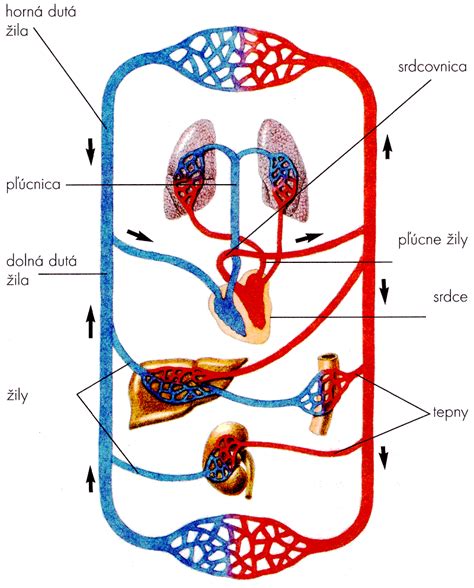 schéma prietoku krvi v tele a pľúcach