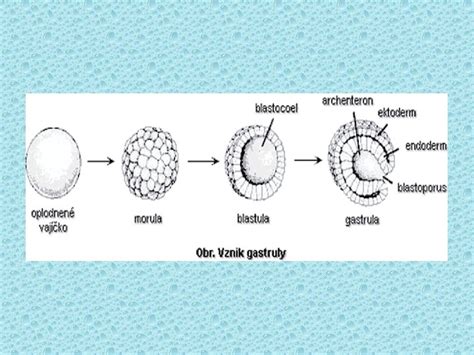 štruktúra oplodneného vajíčka