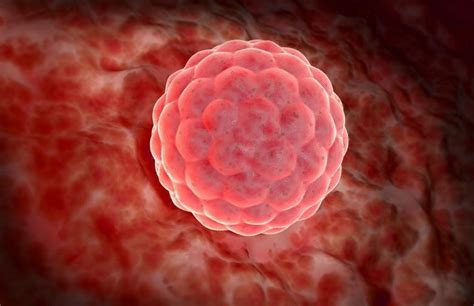 proces uhniezdenia vajíčka v maternici