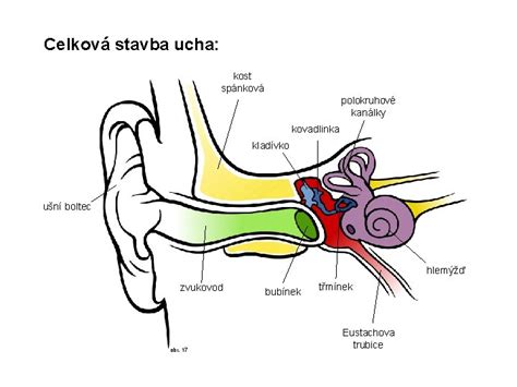 štruktúra neurálnej trubice