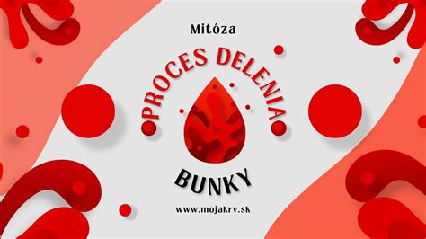 vizualizácia oplodnenia a delenia buniek