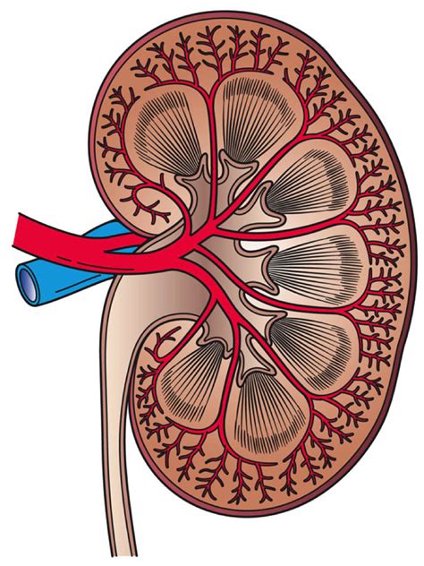 Anatomia obličiek