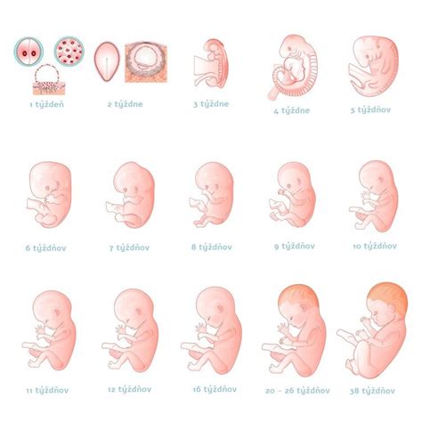 Ilustrácia ženského tela počas tehotenstva