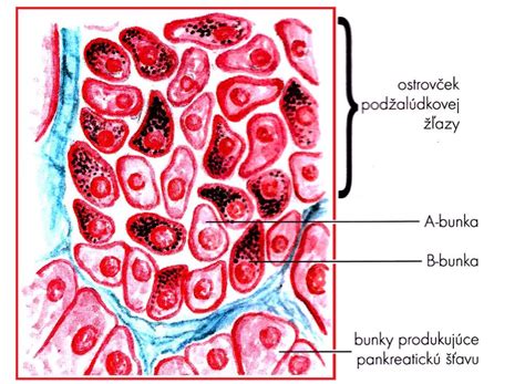 Schematické znázornenie metabolizmu homocysteínu