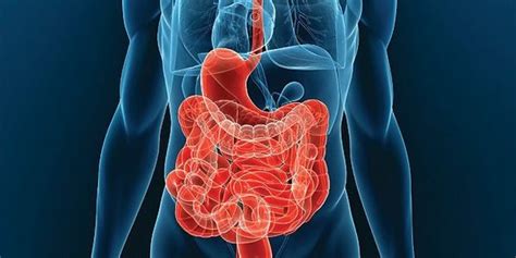 Anatómia brušnej prietrže