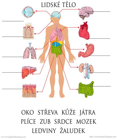 Ilustrácia ženského tela s vyznačenými hormonálnymi žľazami a naznačeným metabolizmom