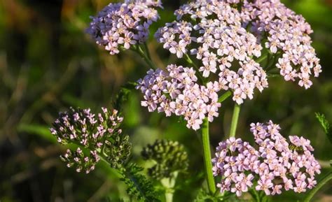 rebríček potrieb dieťaťa