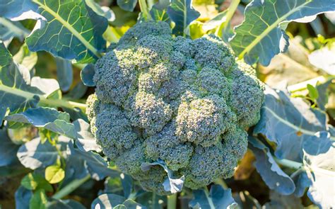 Výživové hodnoty brokolice