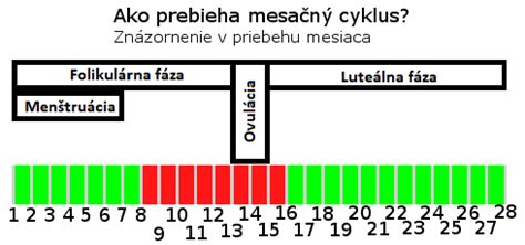 Grafické znázornenie fáz menštruačného cyklu