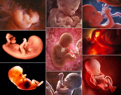 Vývoj embrya v druhom mesiaci tehotenstva