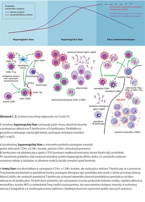 Infografika vysvetľujúca funkciu imunitného systému a jeho súvislosť s kožnými problémami