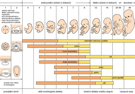 Infografika zobrazujúca rast plodu v jednotlivých týždňoch tehotenstva