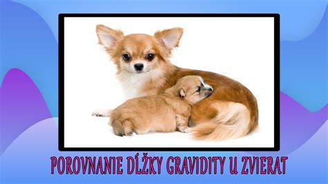 Ilustrácia porovnania dĺžky gravidity rôznych zvierat