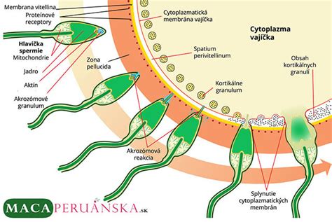 schéma ženského reprodukčného systému a priebehu spermií