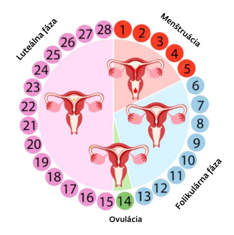 Ilustrácia ženského reprodukčného systému počas ovulácie
