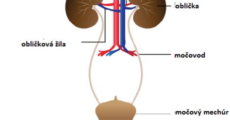 Schéma močového systému ženy