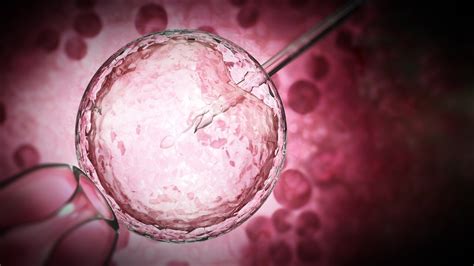 Ilustrácia procesu umelého oplodnenia