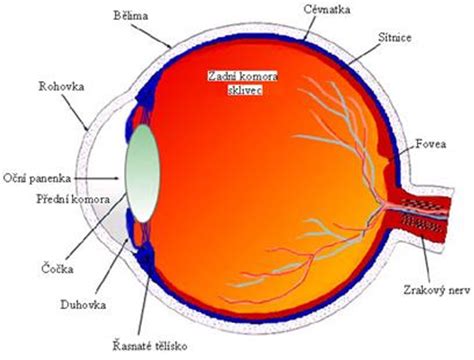 Schéma oka s vyznačenou rohovkou