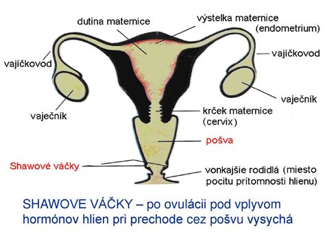 Schéma vnútornej stavby maternice