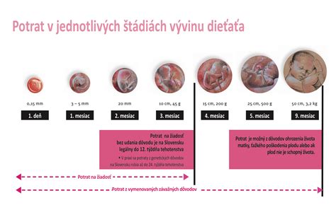 Schéma rastu maternice počas tehotenstva
