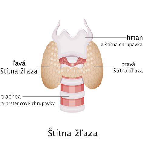 Anatomia štítnej žľazy