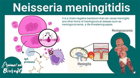 Ilustrácia baktérie Neisseria meningitidis
