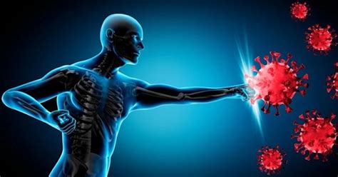 obrázok znázorňujúci imunitný systém a jeho funkciu