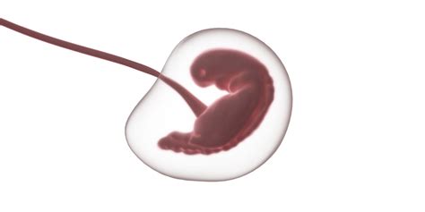 Infografika o faktoroch ovplyvňujúcich uhniezdenie embrya