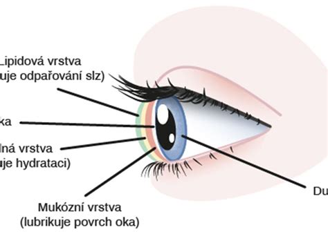 Ilustrácia ľudského oka s viditeľnými cievami