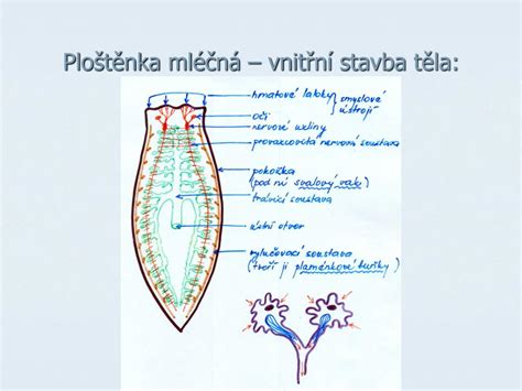 Schéma stavby tela bulteriéra