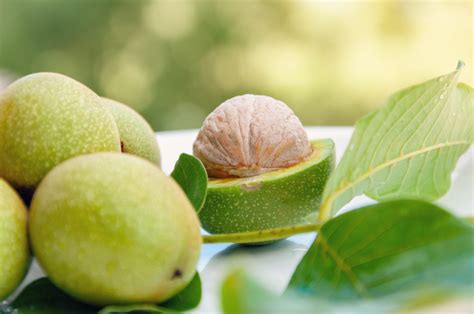 Orechy ako zdroj vitamínov a minerálov