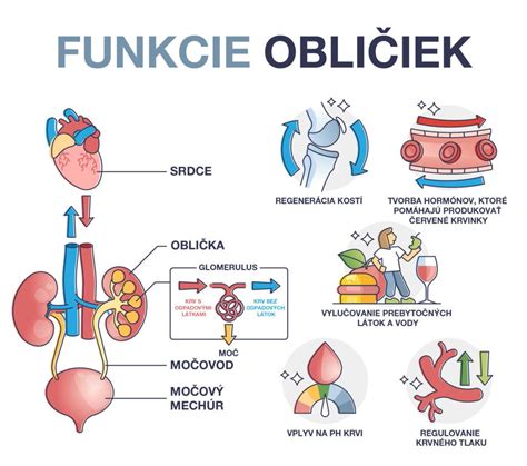 Schéma funkcie obličiek mačky