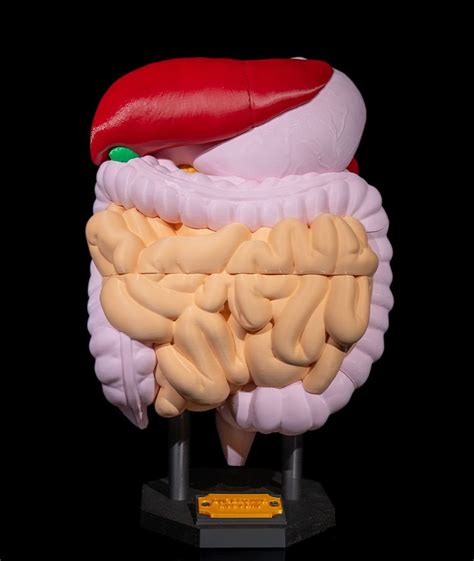 Deti s rôznym vekom a ich tráviaci systém