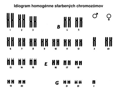 Štruktúra chromozómov